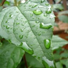 39062_10150222687345472_6534173_n-640x480 Dew Leaf