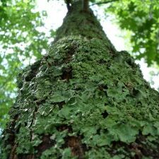 dscf3539 Lichen Tree